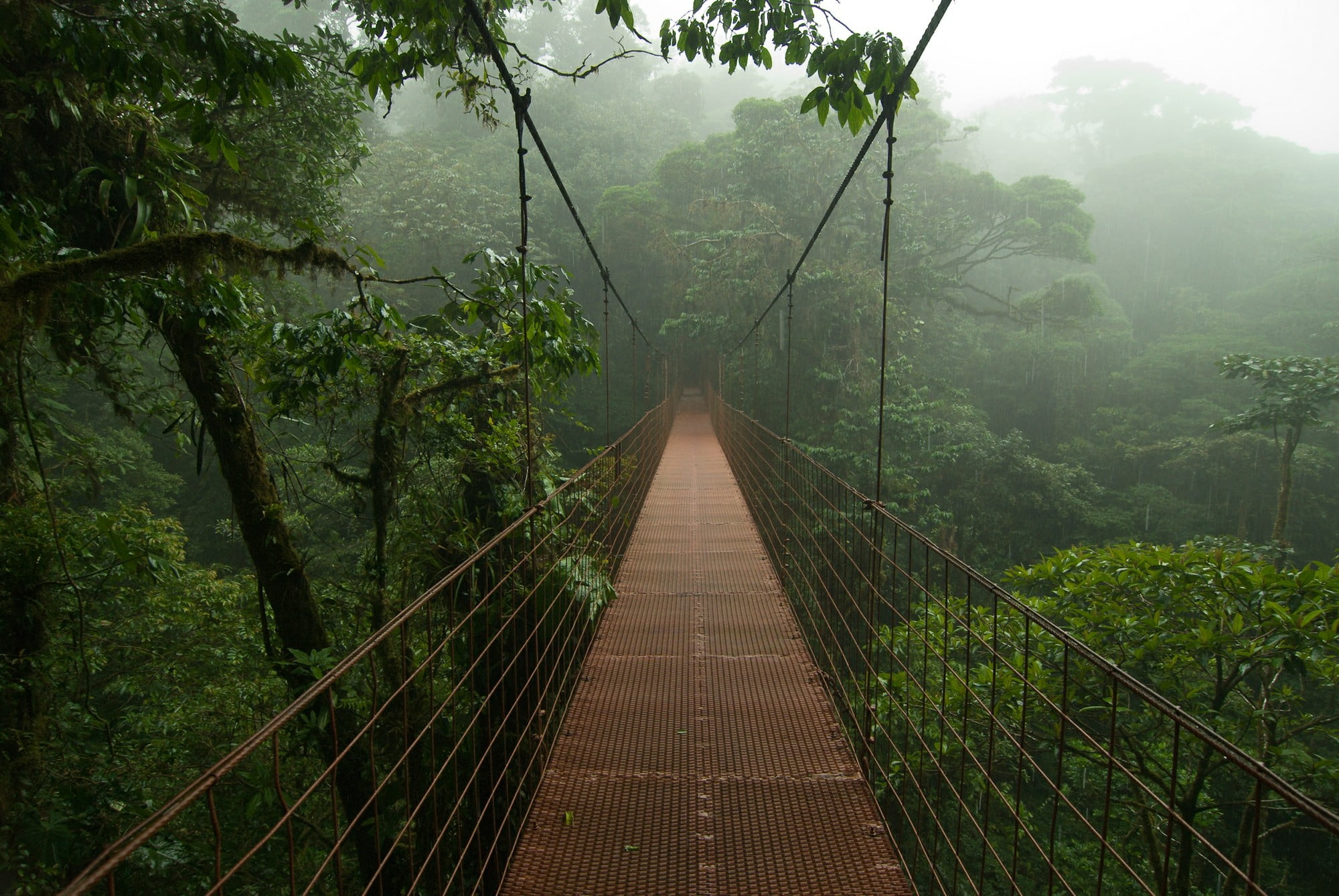 Brown Hanging Bridge Nature Mist Costa Rica HD