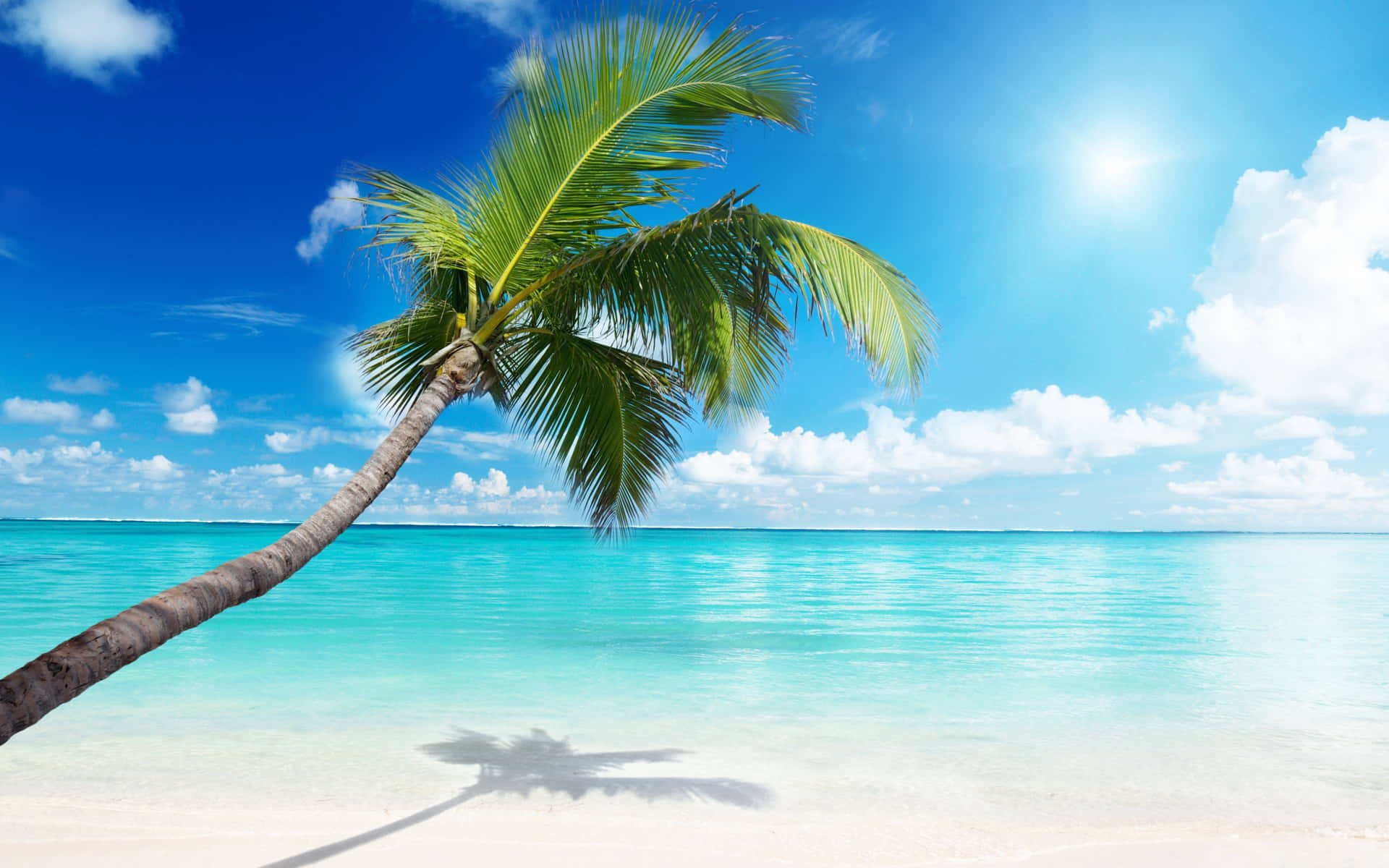 Palm Tree Beach Wallpaper