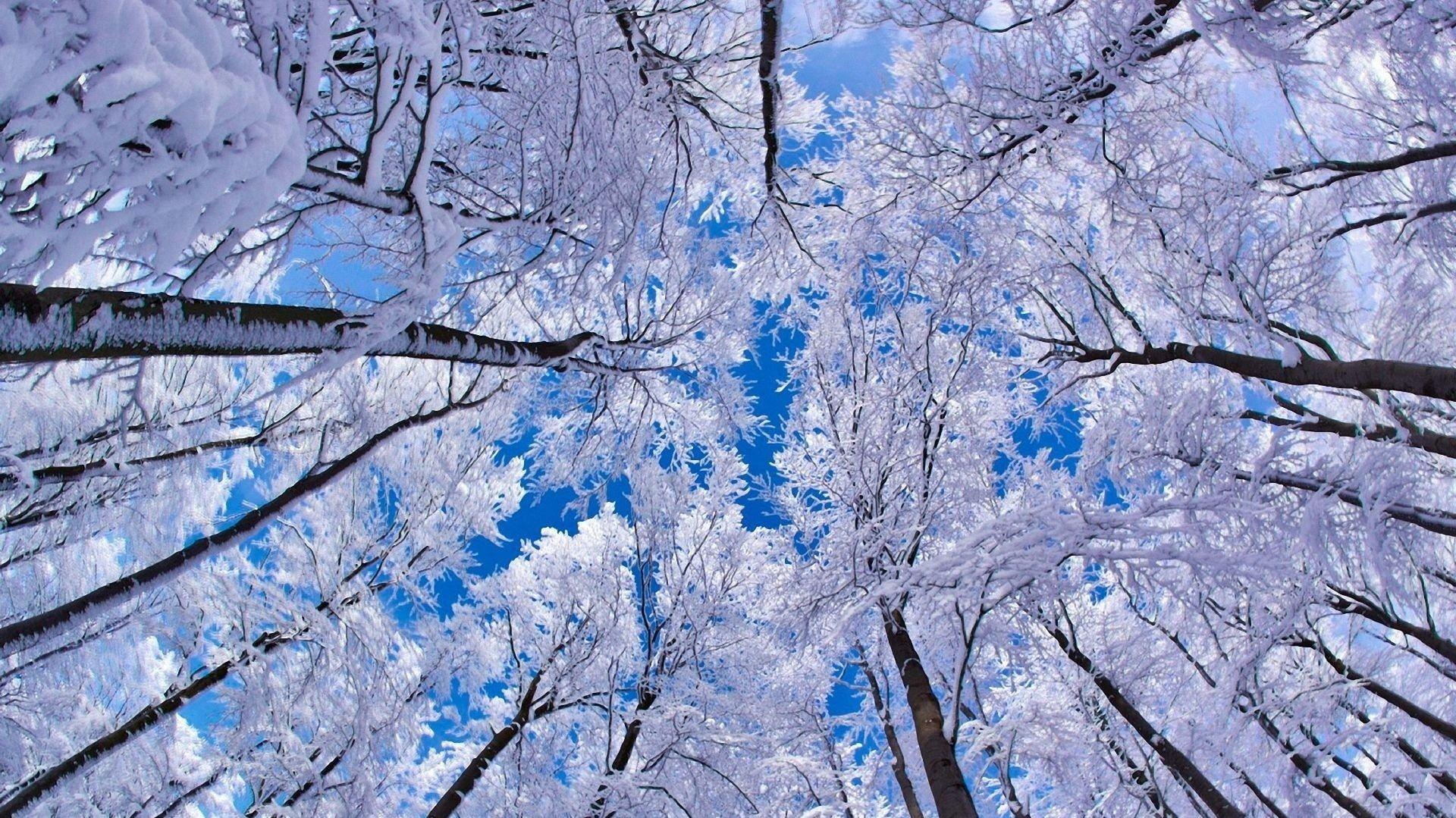 Winter Forest Snow Trees Worm S Eye 1080p Wallpaper