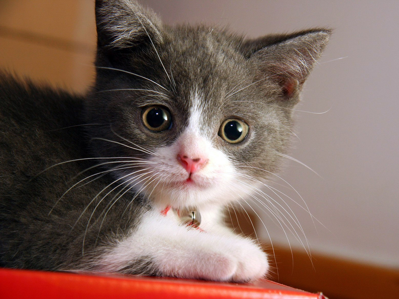 Kitten Wallpaper To Share On Your Desktop A Great Site For Any