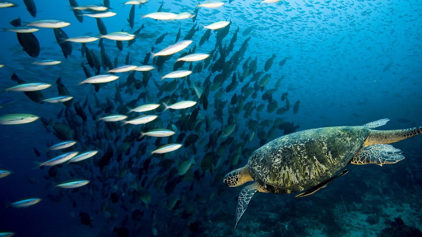Green Sea Turtle Wallpaper