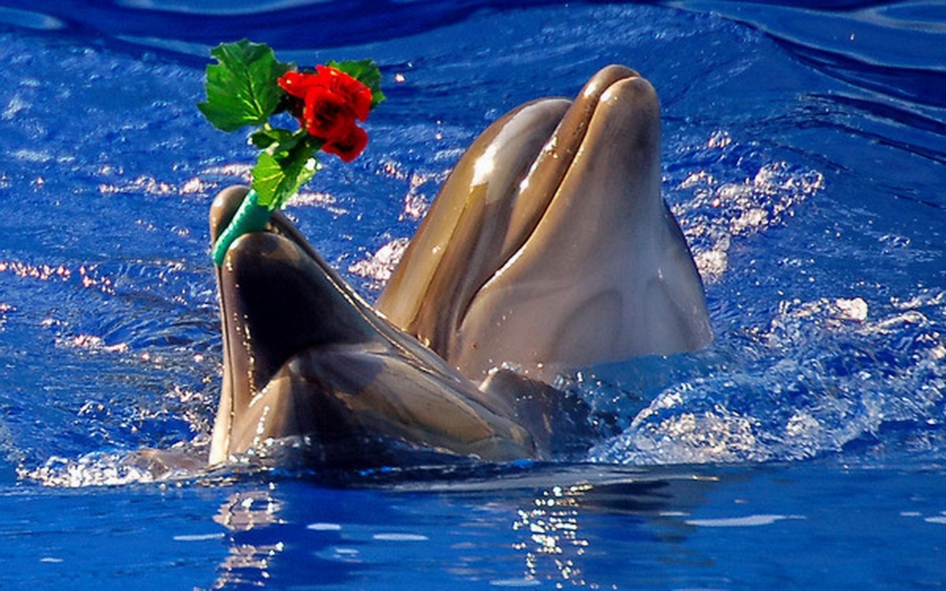 Cute Dolphin Wallpaper