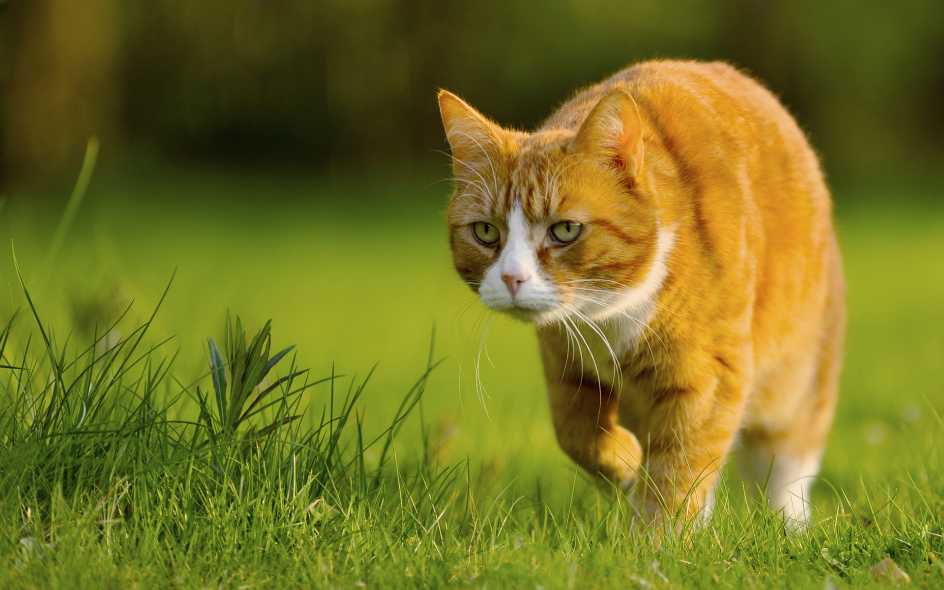 Prowling Cat Wallpaper And Image Pictures