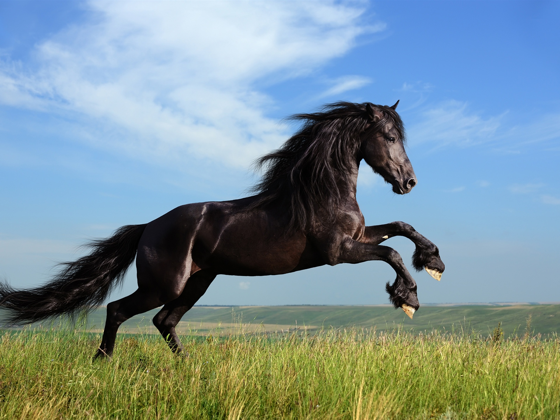 Free Download Freedom Black Horse Galloping 750x1334 Iphone 8766s Wallpaper 19x1440 For Your Desktop Mobile Tablet Explore 41 Galloping Wallpaper Galloping Wallpaper