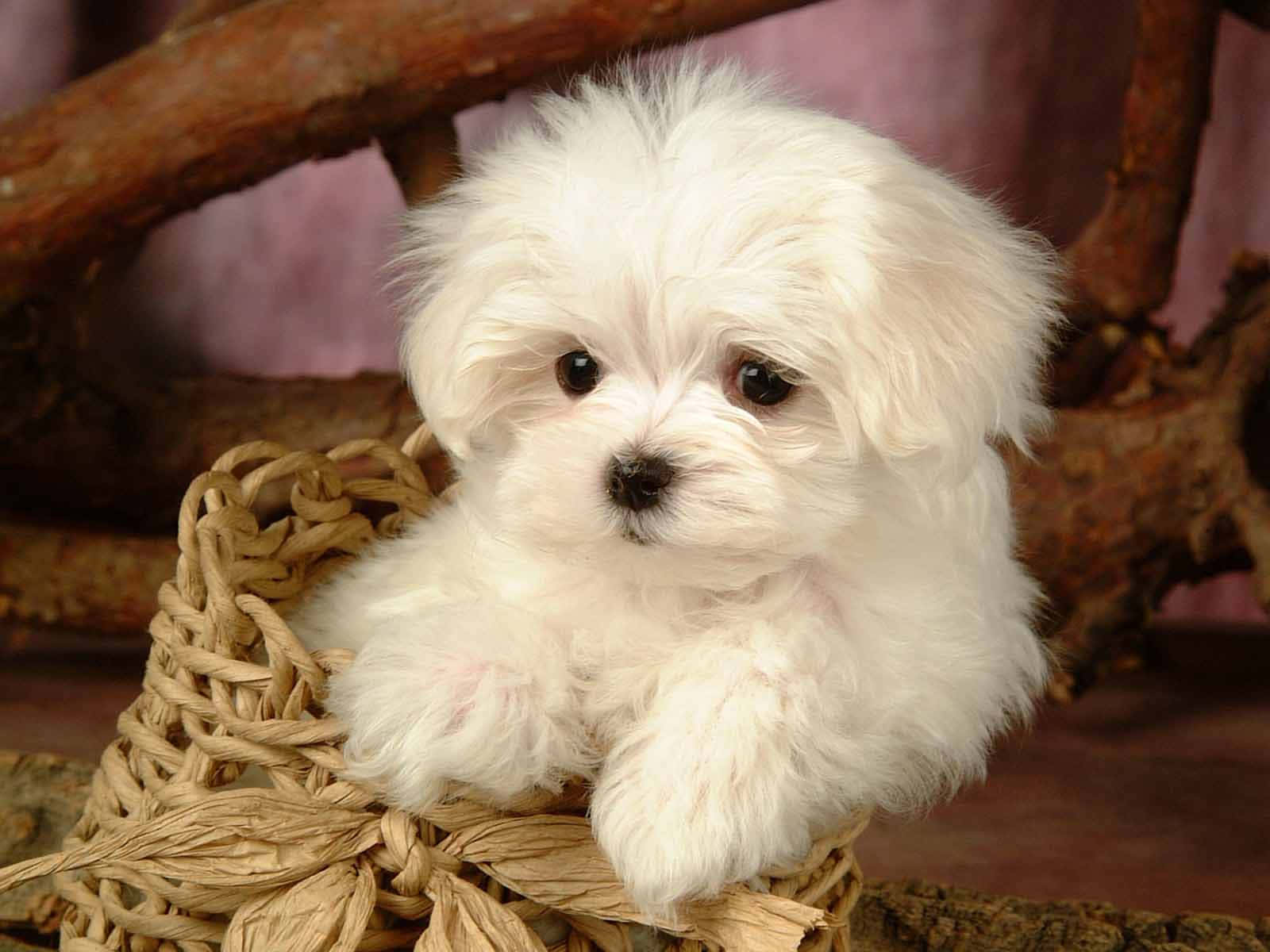 Nothing Cuter Than These Little Puppies Wallpaper