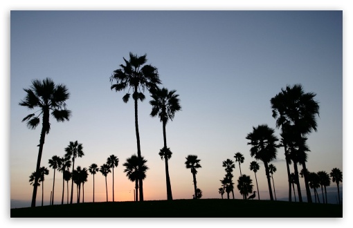 Palm Trees Silhouette HD wallpaper for Wide 1610 53 Widescreen WHXGA