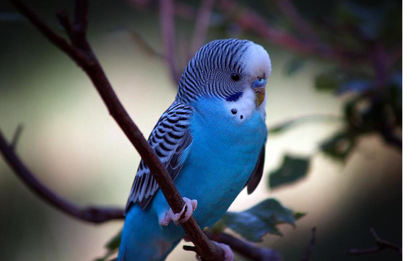Blue Parrot Wallpaper Photo And All