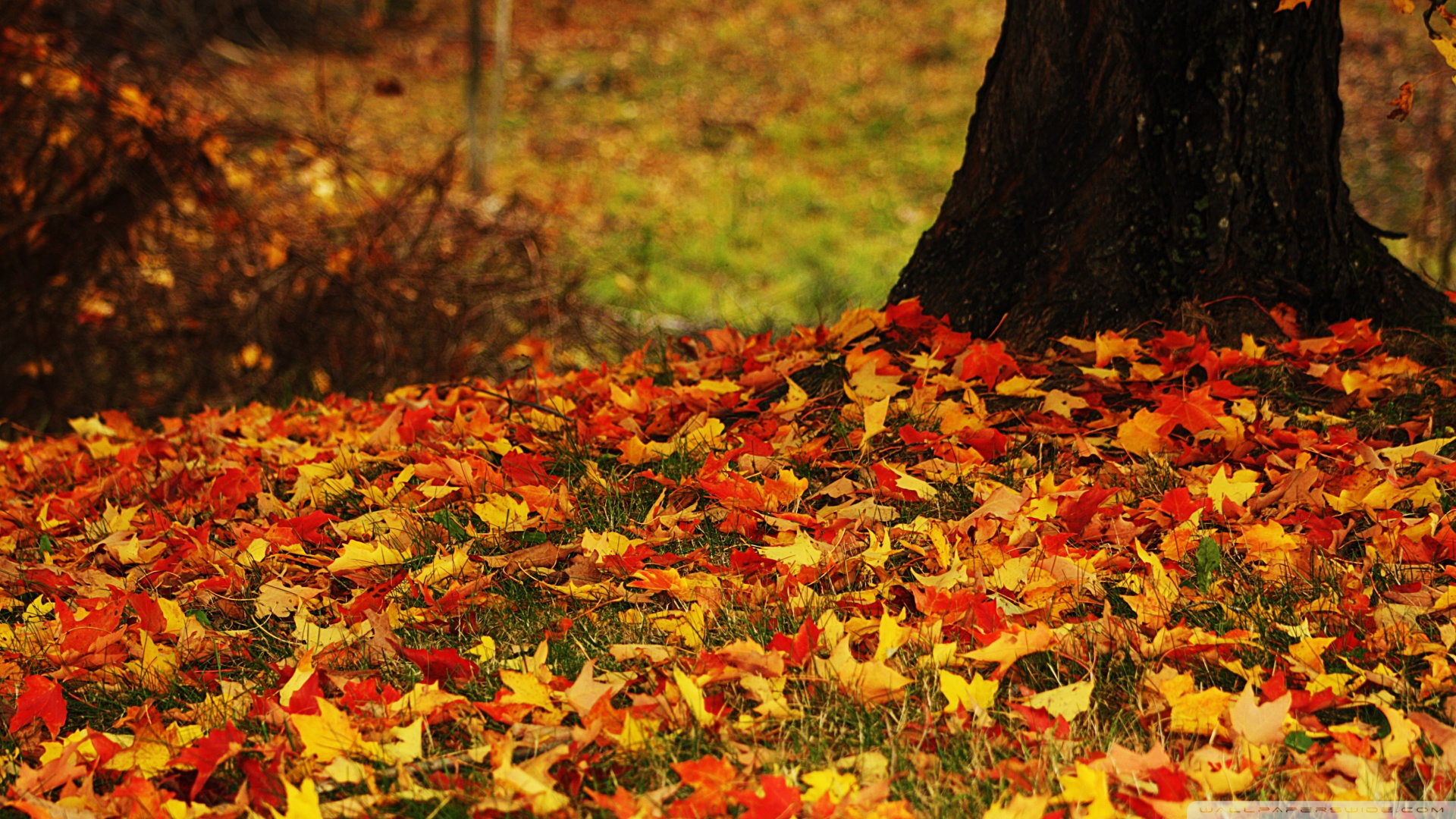 Free download Autumn Leaves Wallpapers