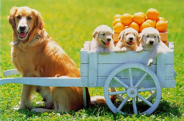 Dogs Puppies Cart Golden Retriever Baby Animals Wallpaper