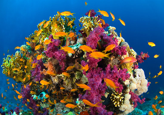 Colorful Coral Reefs Wallpaper