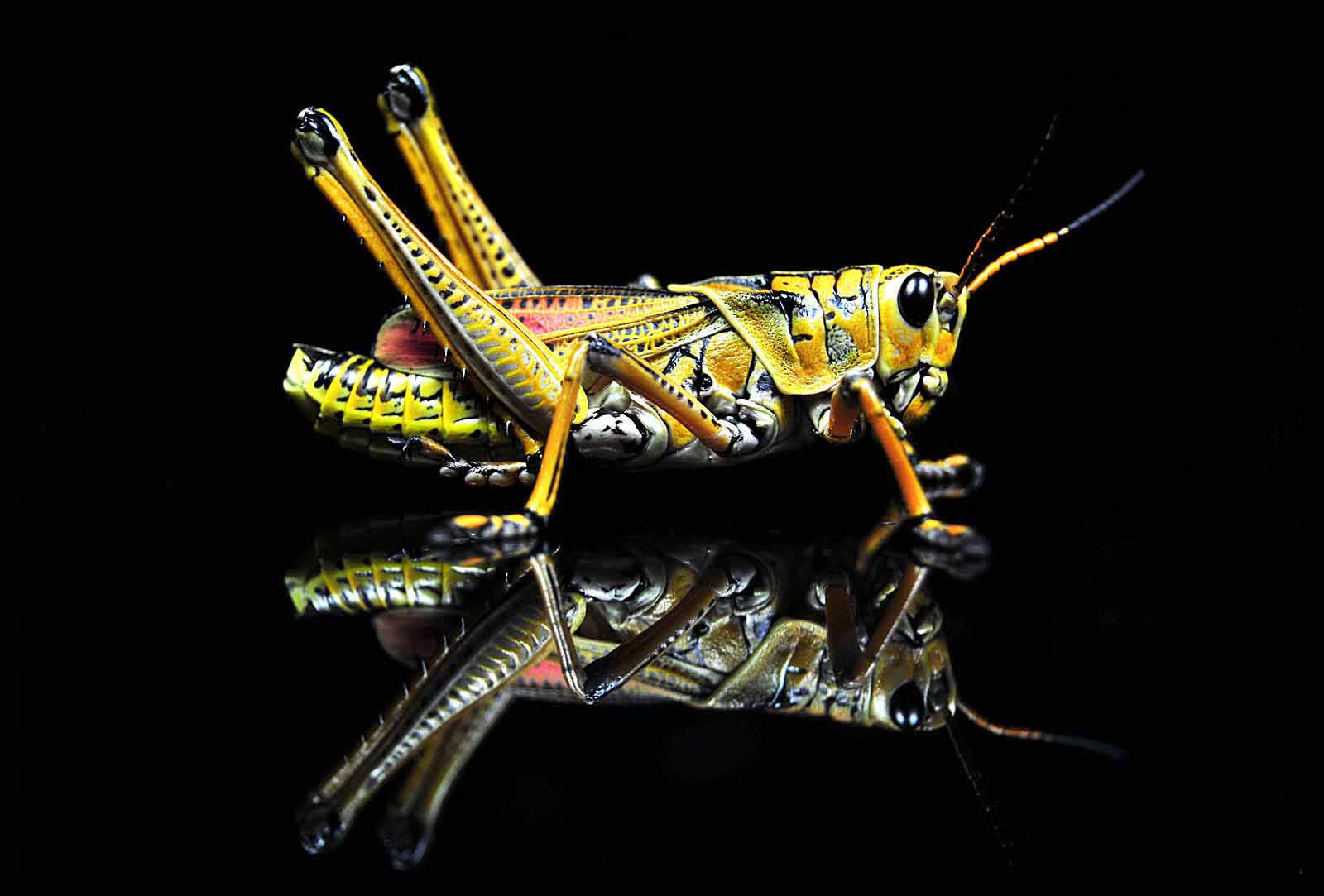 HD Wallpaper Grasshopper