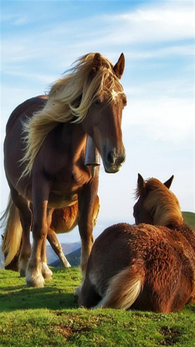 Horse Parenting Animal iPhone Wallpaper S 3g