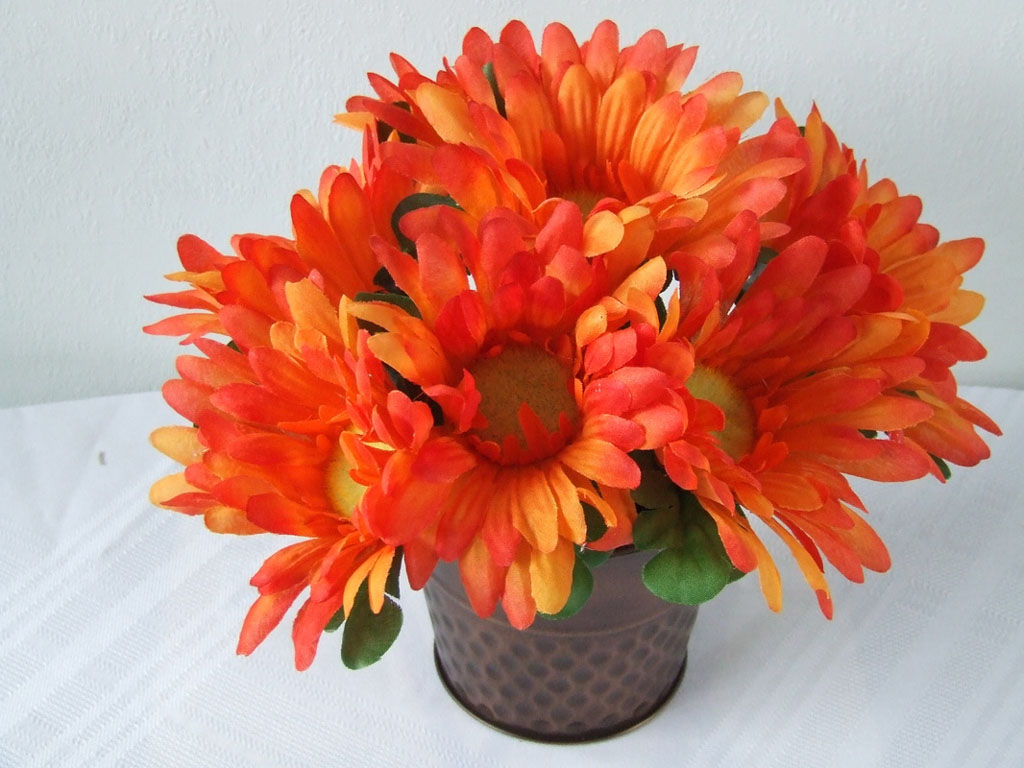 Orange Gerbera Daisy Flowers Wallpapers OrangeGerbera Daisy Flowers