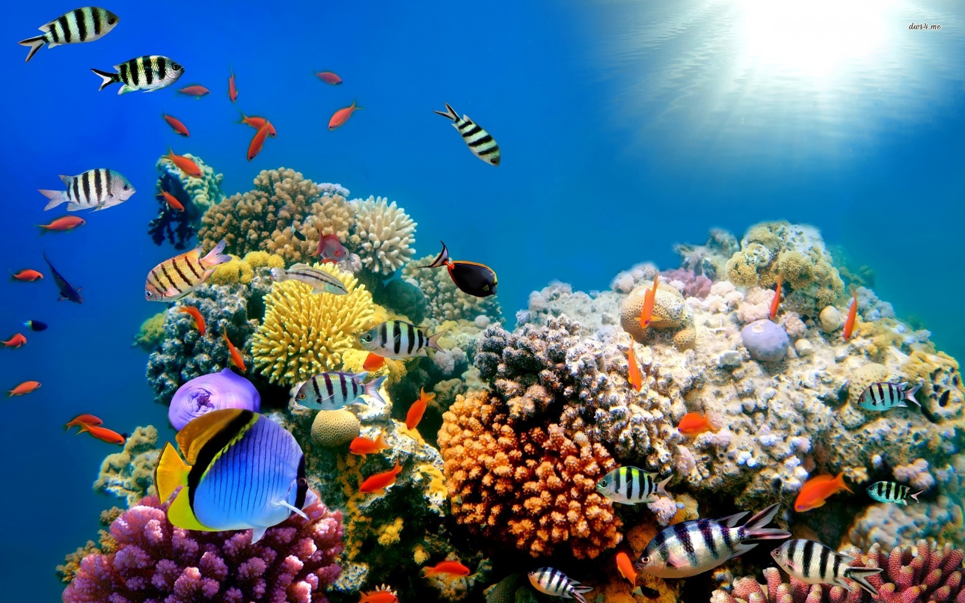 Coral Reef Fish Windows Theme And Wallpaper