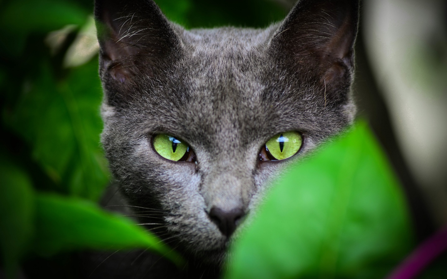 Black Cat Green Eyes Color Wallpapers   1440x900   341546