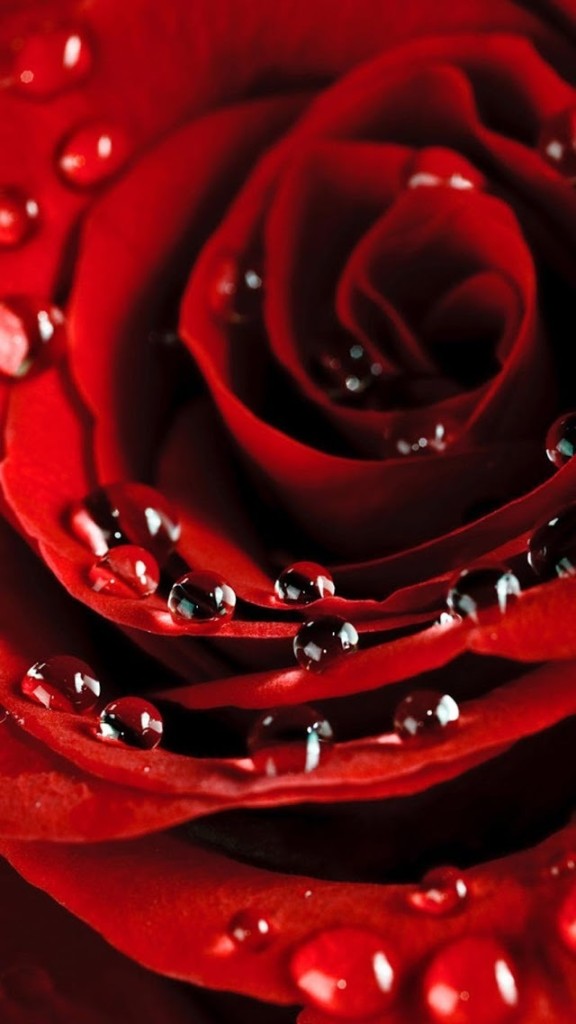 Red Rose With Dew Drops Wallpaper iPhone