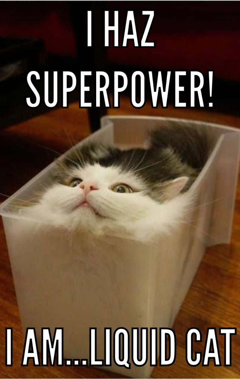 Cat Meme Wallpaper