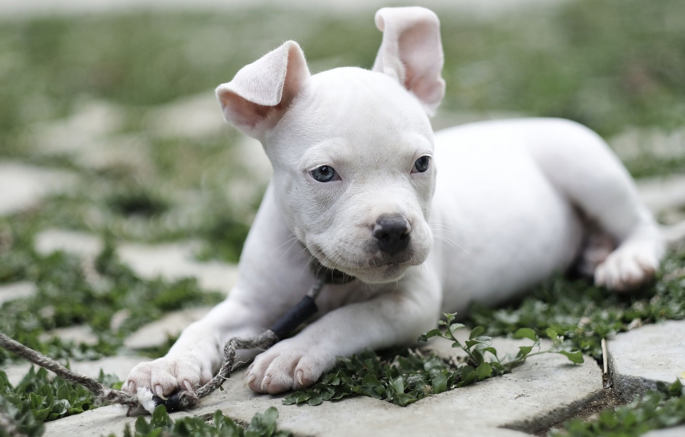 Wallpaper Dog Baby Puppy American Bully Image For Desktop