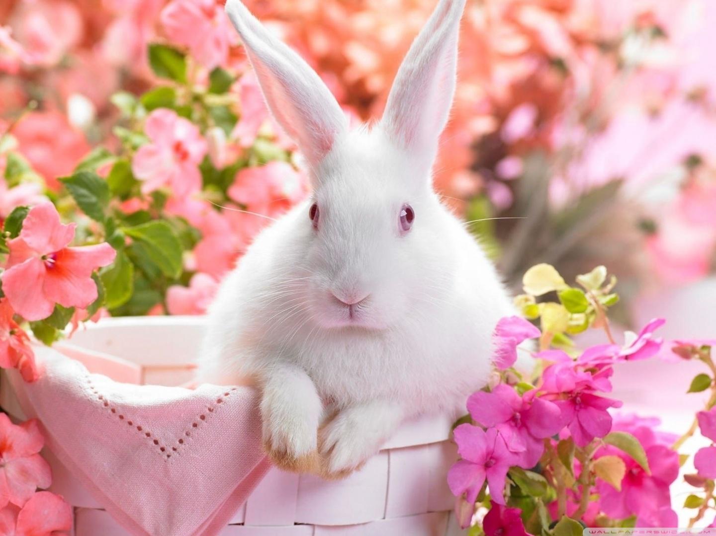 Cute Easter Bunny Ultra HD Desktop Background Wallpaper For 4k UHD