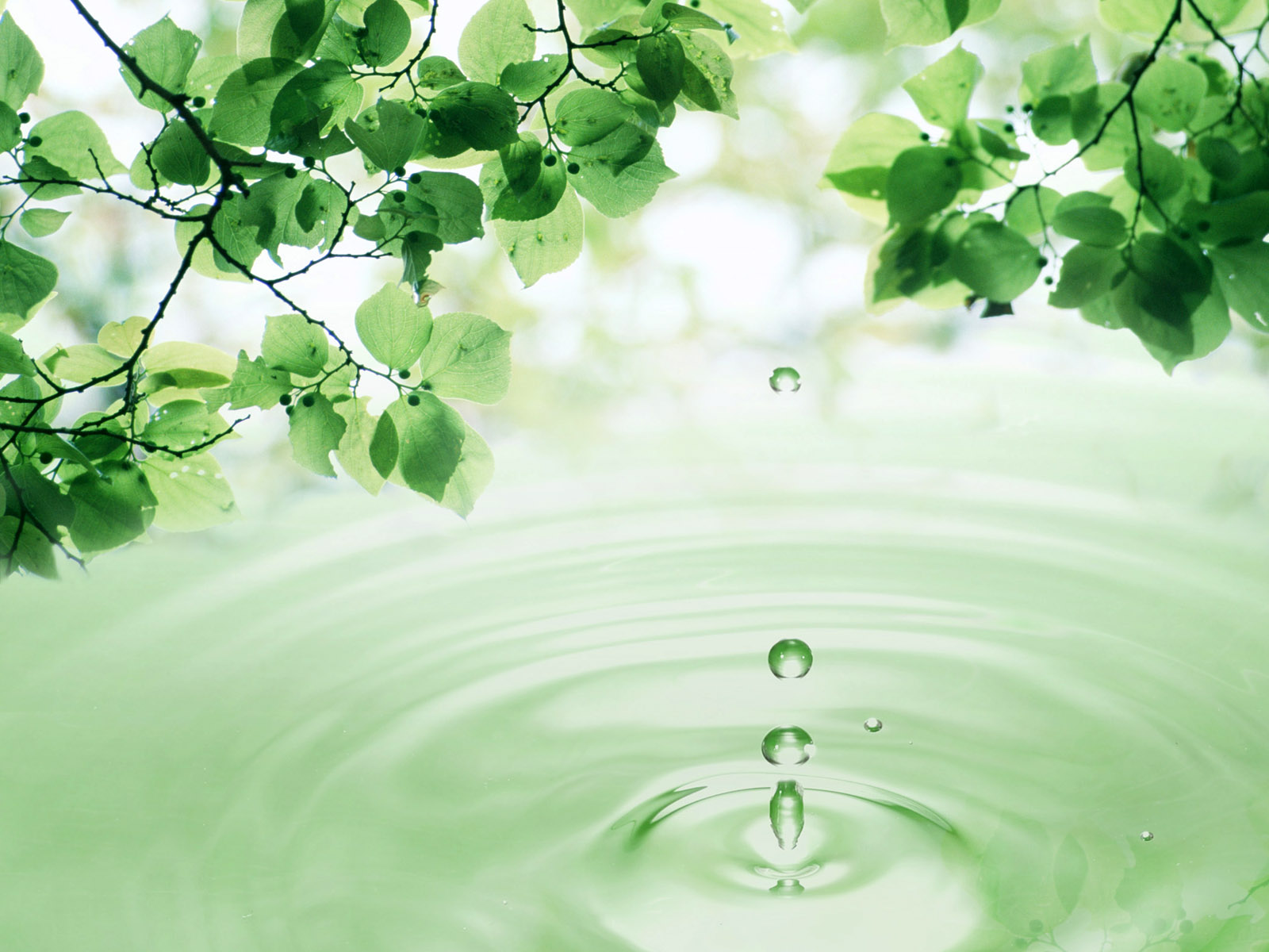 Water Droping From The Leave With Drop Wallpaper Jpg