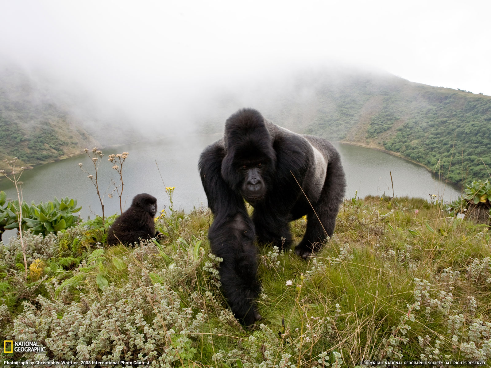 Silverback Gorillas Photo Animals Wallpaper National Geographic