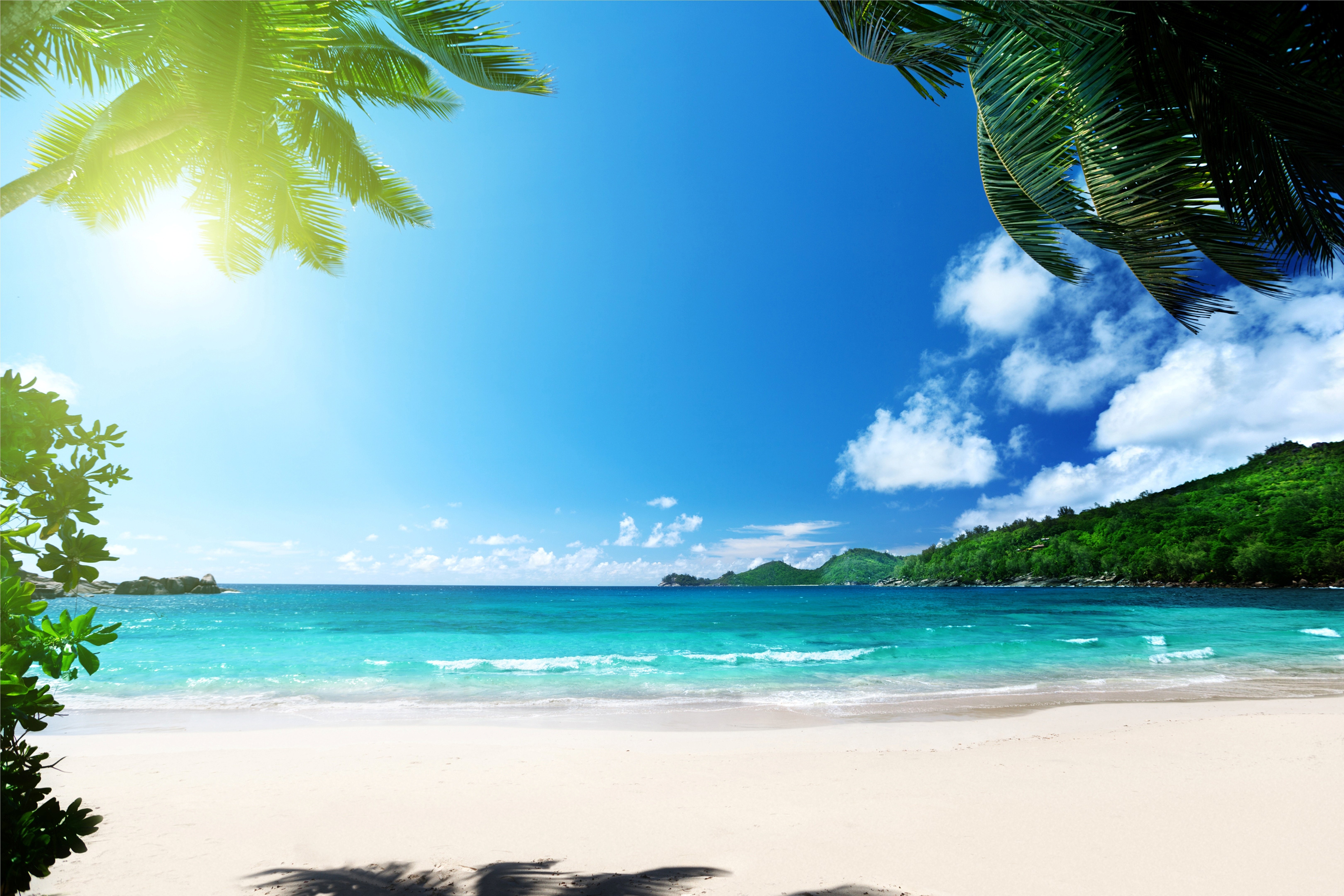 [60+] Tropical Background Pictures on WallpaperSafari