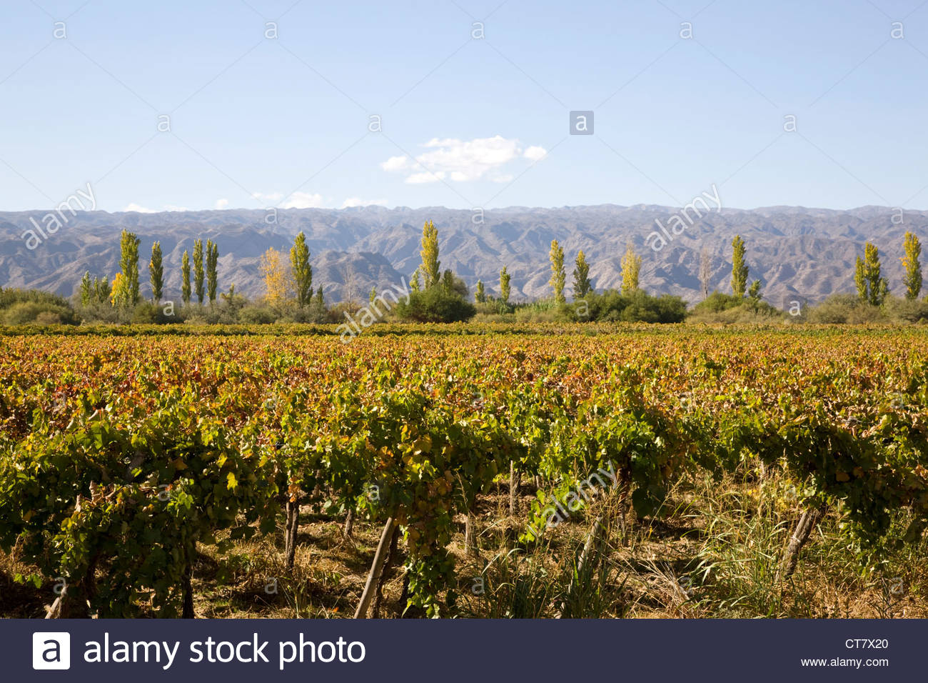 Vineyard Or Winery With Syrah Vines And Mountains In The