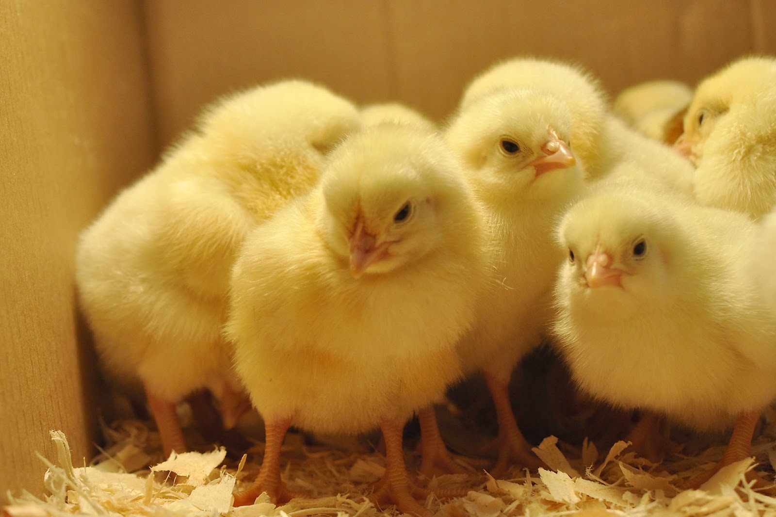 Baby Chicks HD Wallpaper Cute Chick Gifs