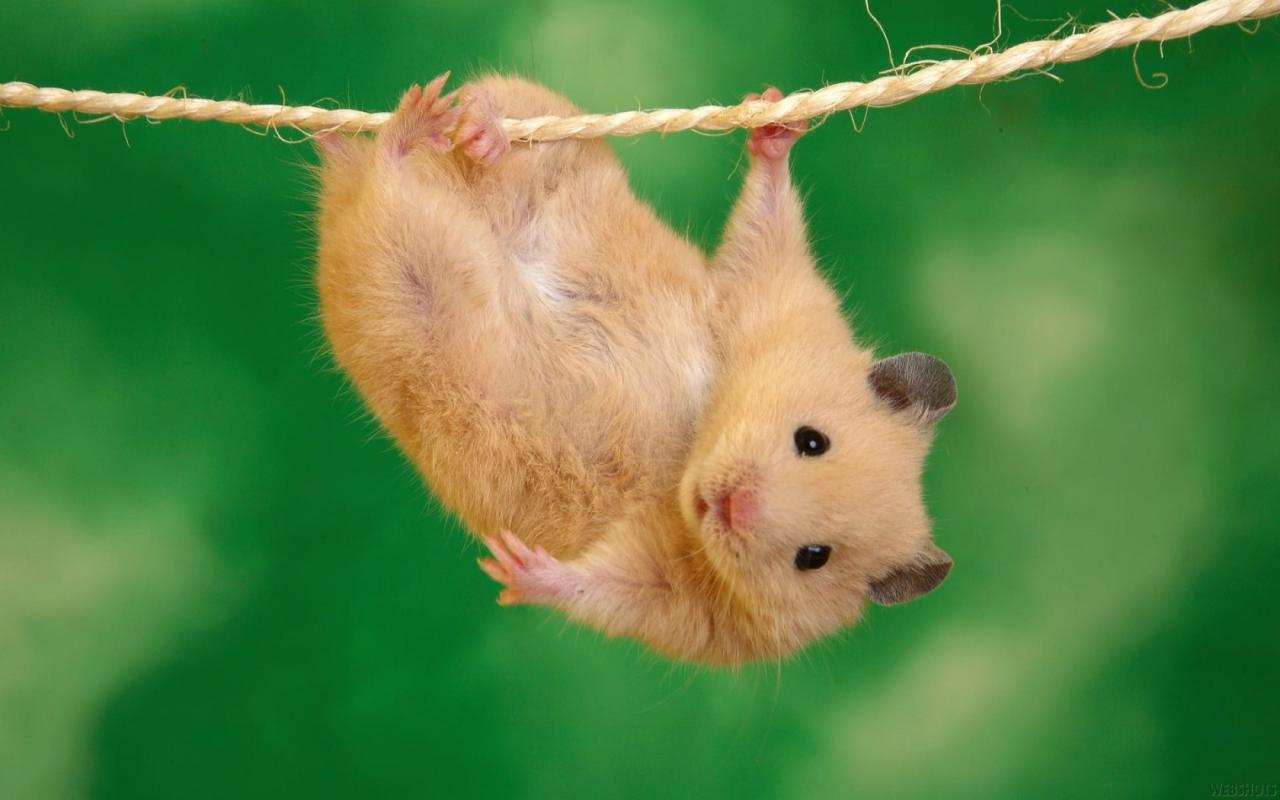 Green Animals Rope Hamster Acrobatics Cute Things HD Wallpaper