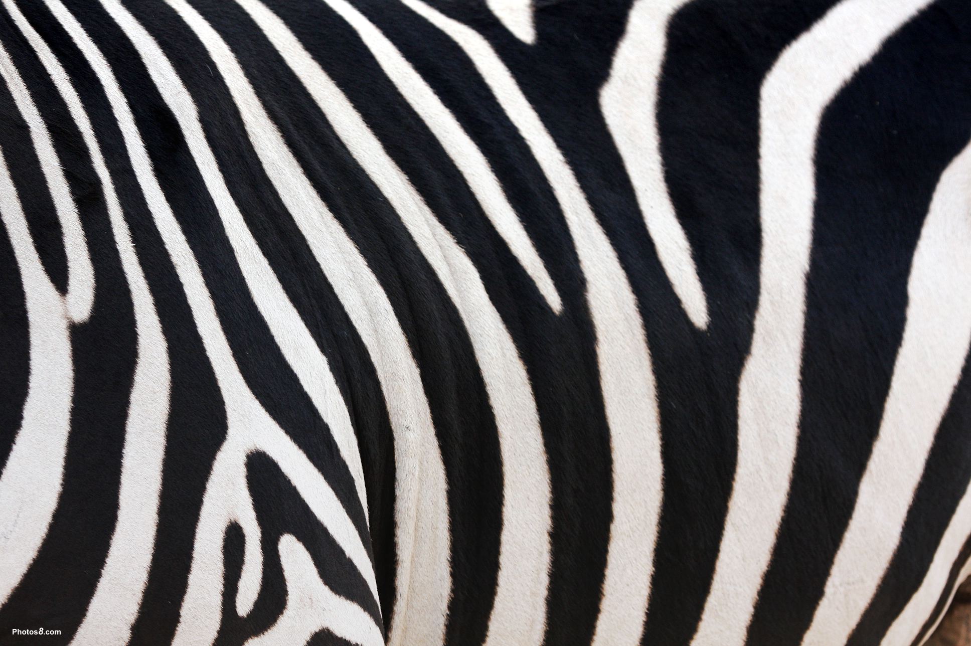 Zebra HD Widescreen Wallpaper Amazing Wallpaperz