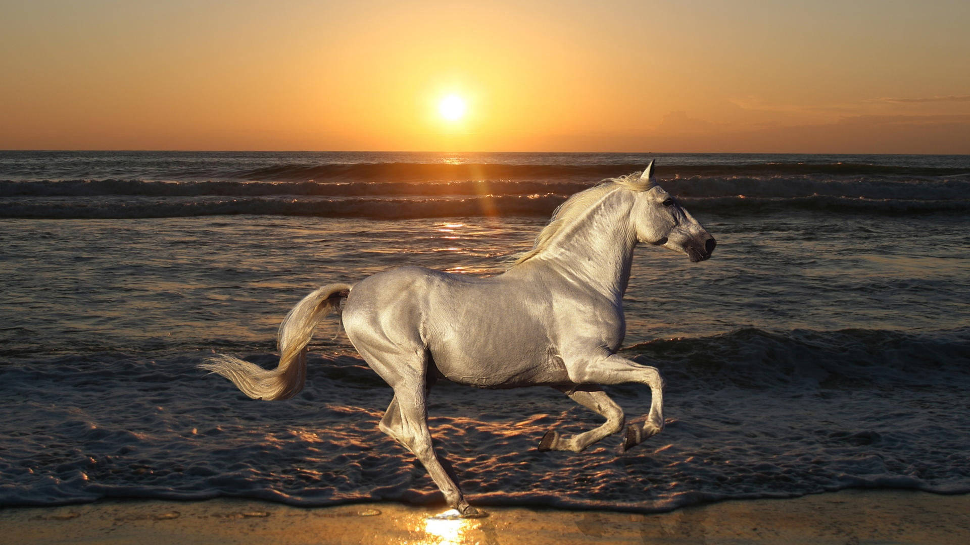 Running Horse Wallpaper