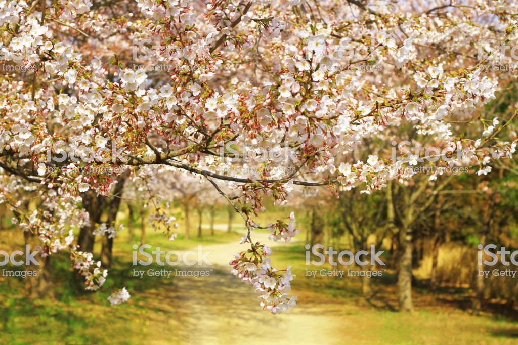 Springtime Background Beautiful Cherry Blossoms Stock Photo