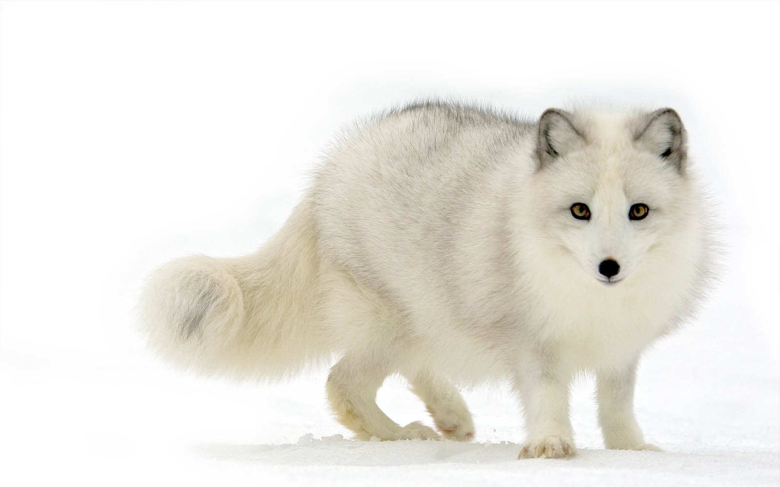 Tag Arctic Fox Wallpaper Background Photos Image And Pictures