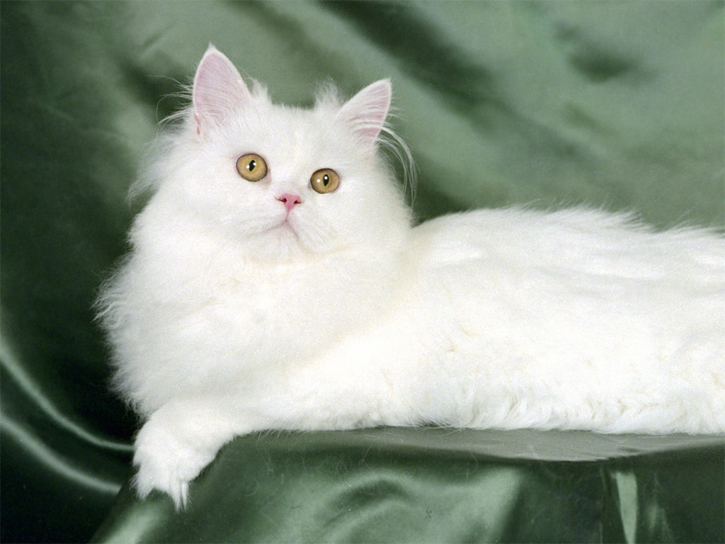 Image For Beautiful White Cute Cat Pictures Photos Wallpaper