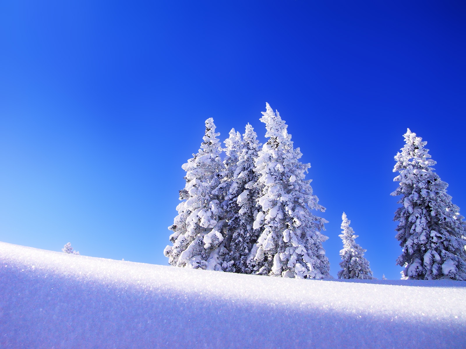 Free download Winter Tree White Snow HD Wallpaper [2880x1800] for your