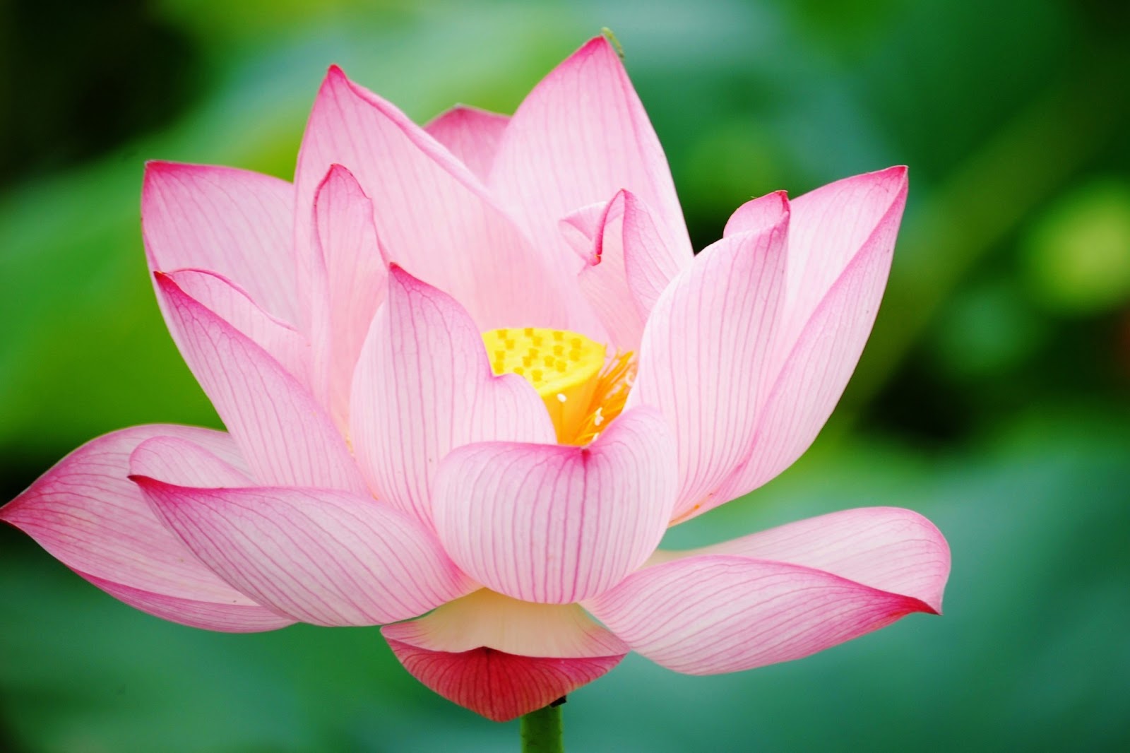 Lotus Wallpaper for Desktop - WallpaperSafari