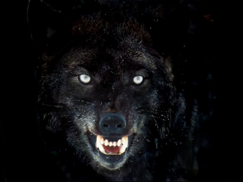 Wolf Mixwallpaper Gothic Husky Black Face Graphics Pictures