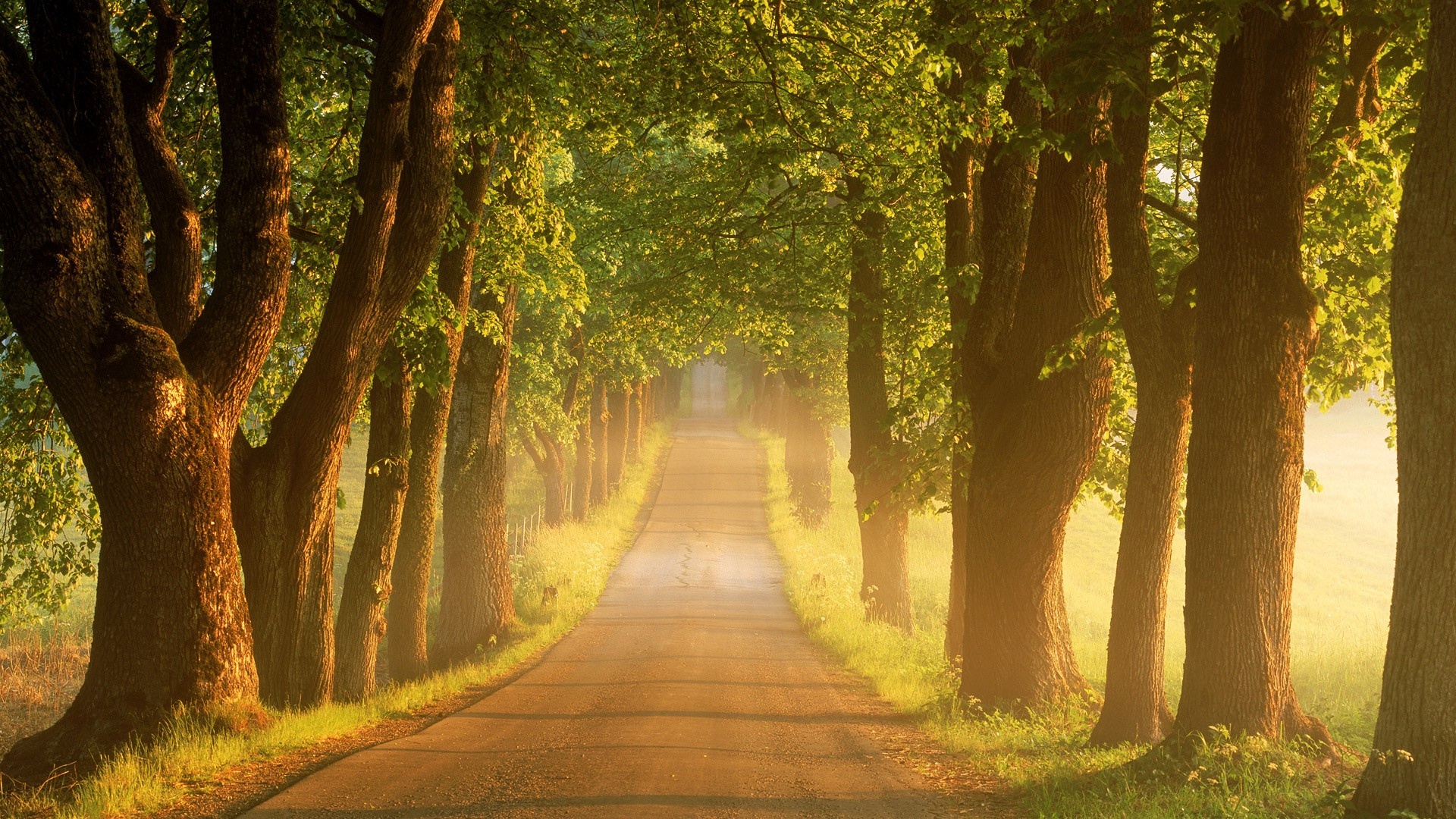 Trees Road Wallpapers   1920x1080   1113690