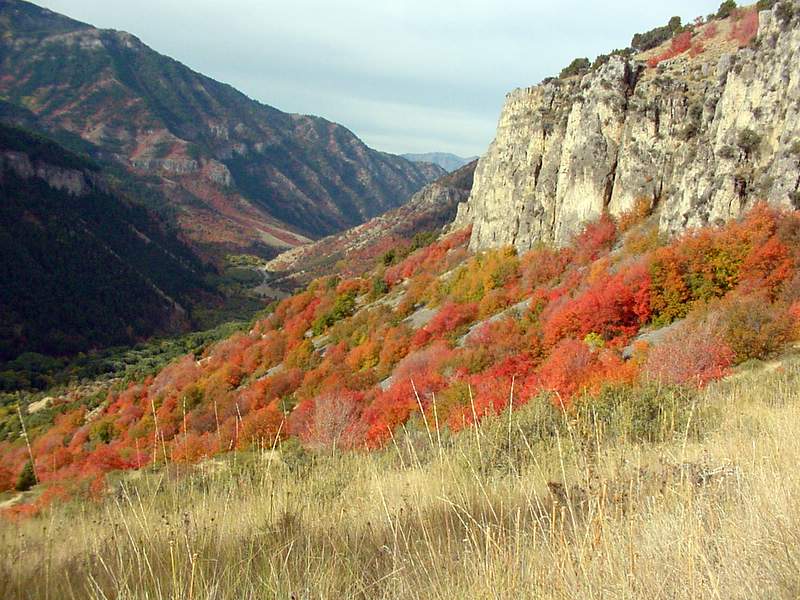 Hows the Autumn in Utah Free Wallpaper Premium