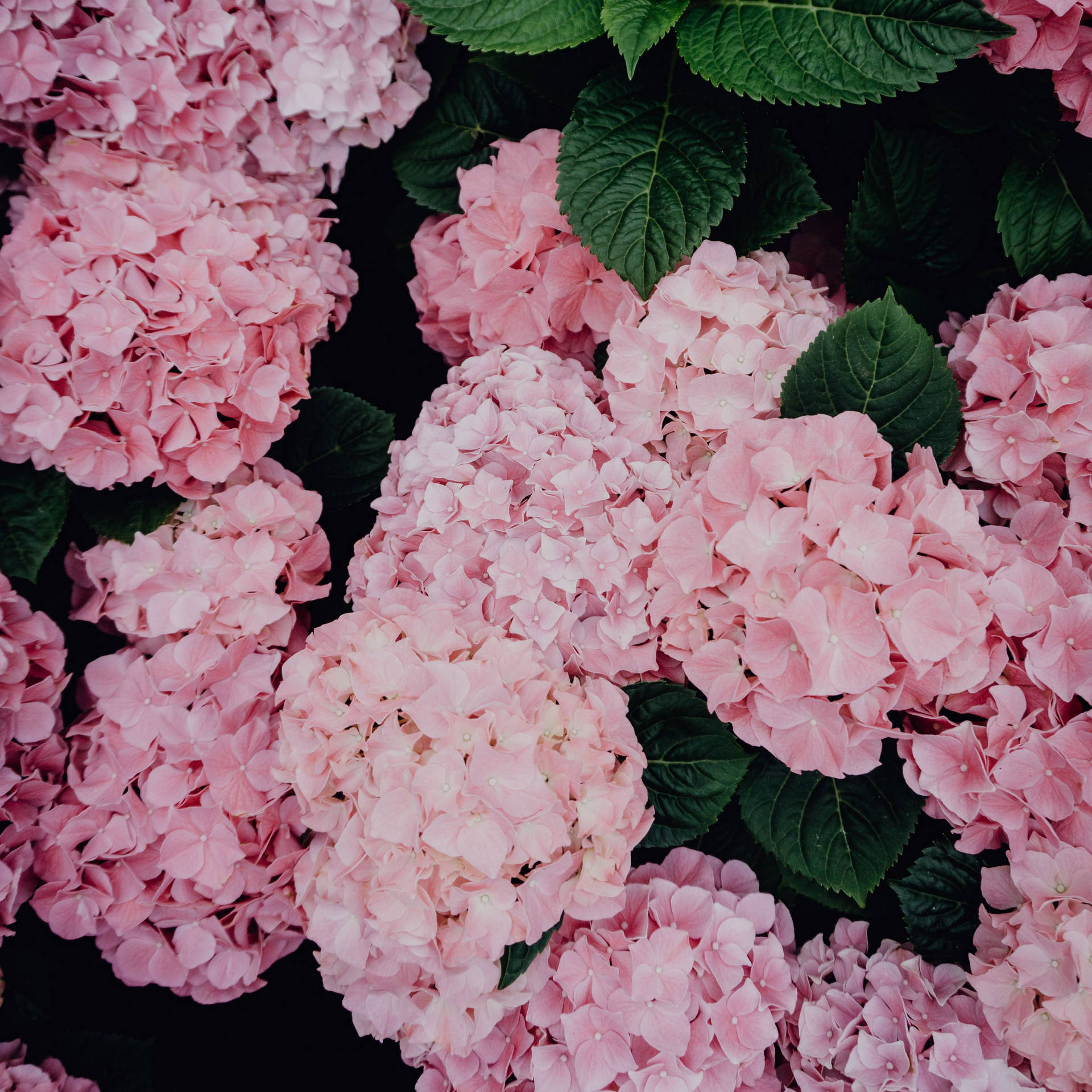 Pink Hydrangea Flowers 0o21v364jhoqvqpc Wallpaper