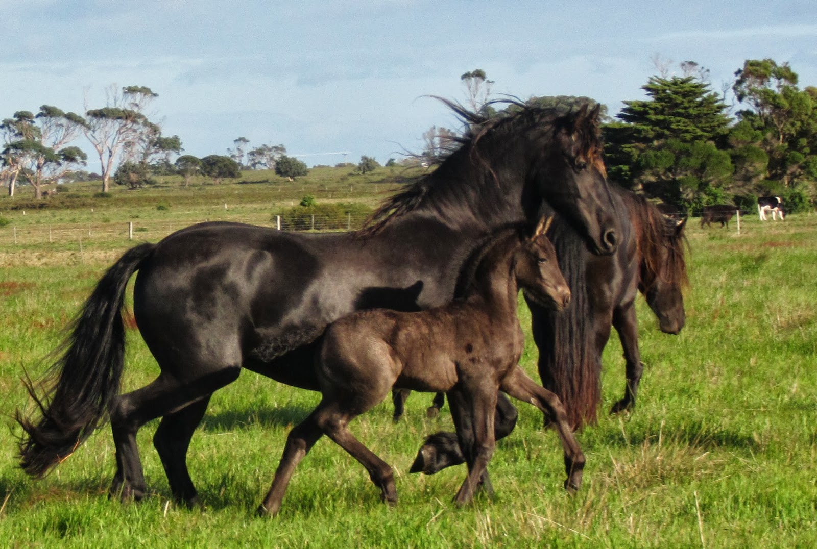 Friesian Horse Family HD Wallpaper And