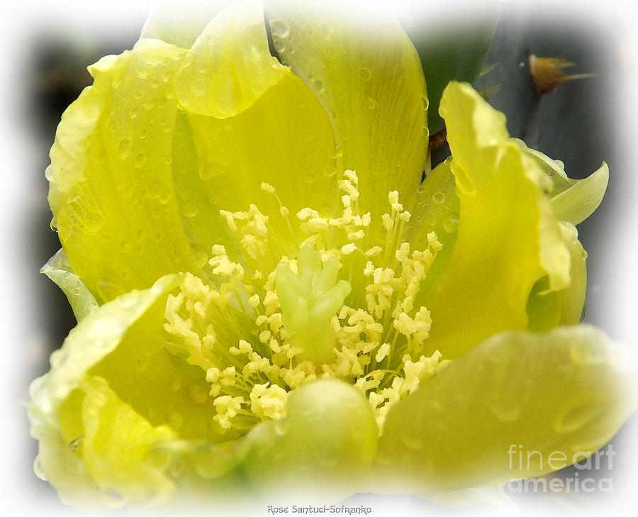 Cactus Flower Watercolor Yellow