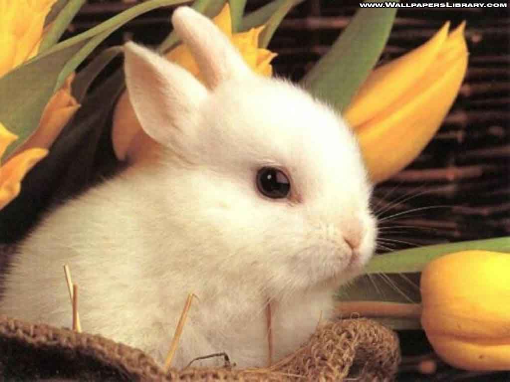 Cute  Rabbit Wallpaper Download  MobCup