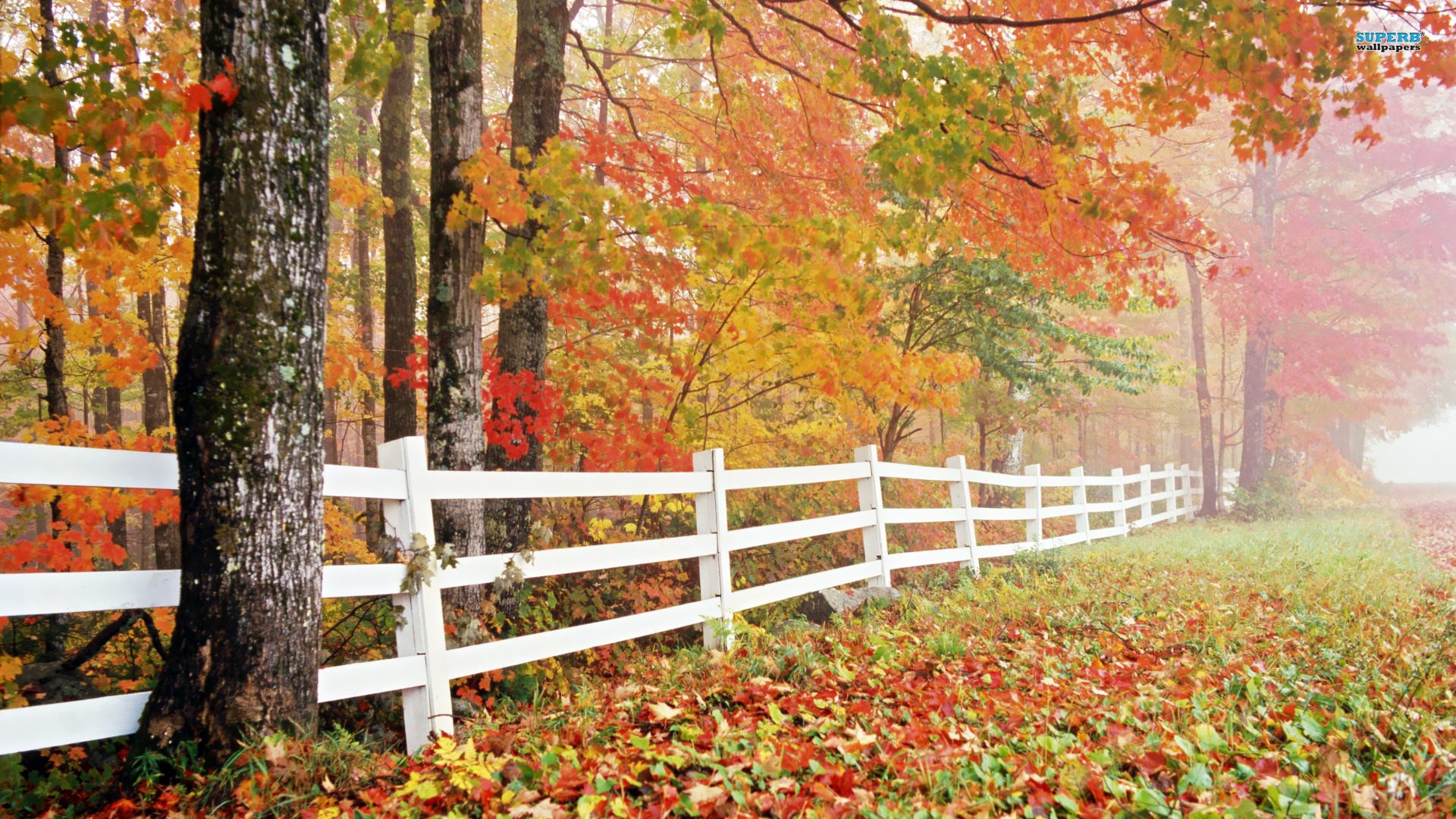 Nature Wallpaper Autumn Desktop HD Windows