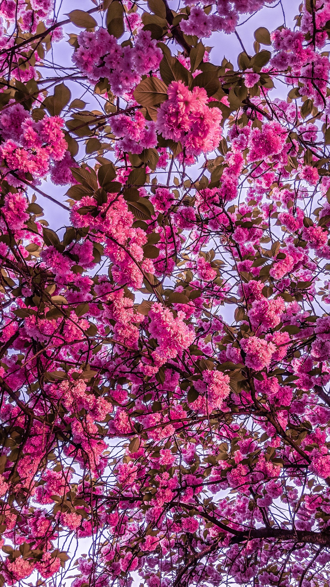 Cherry Blossom Anime Wallpaper Phone Looking For The Best