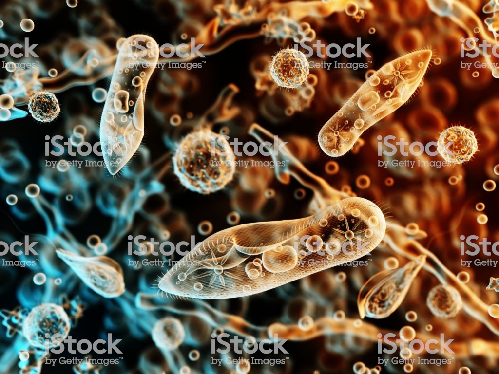 Protozoa Infusoria Under A Microscope Stock Photo More Pictures