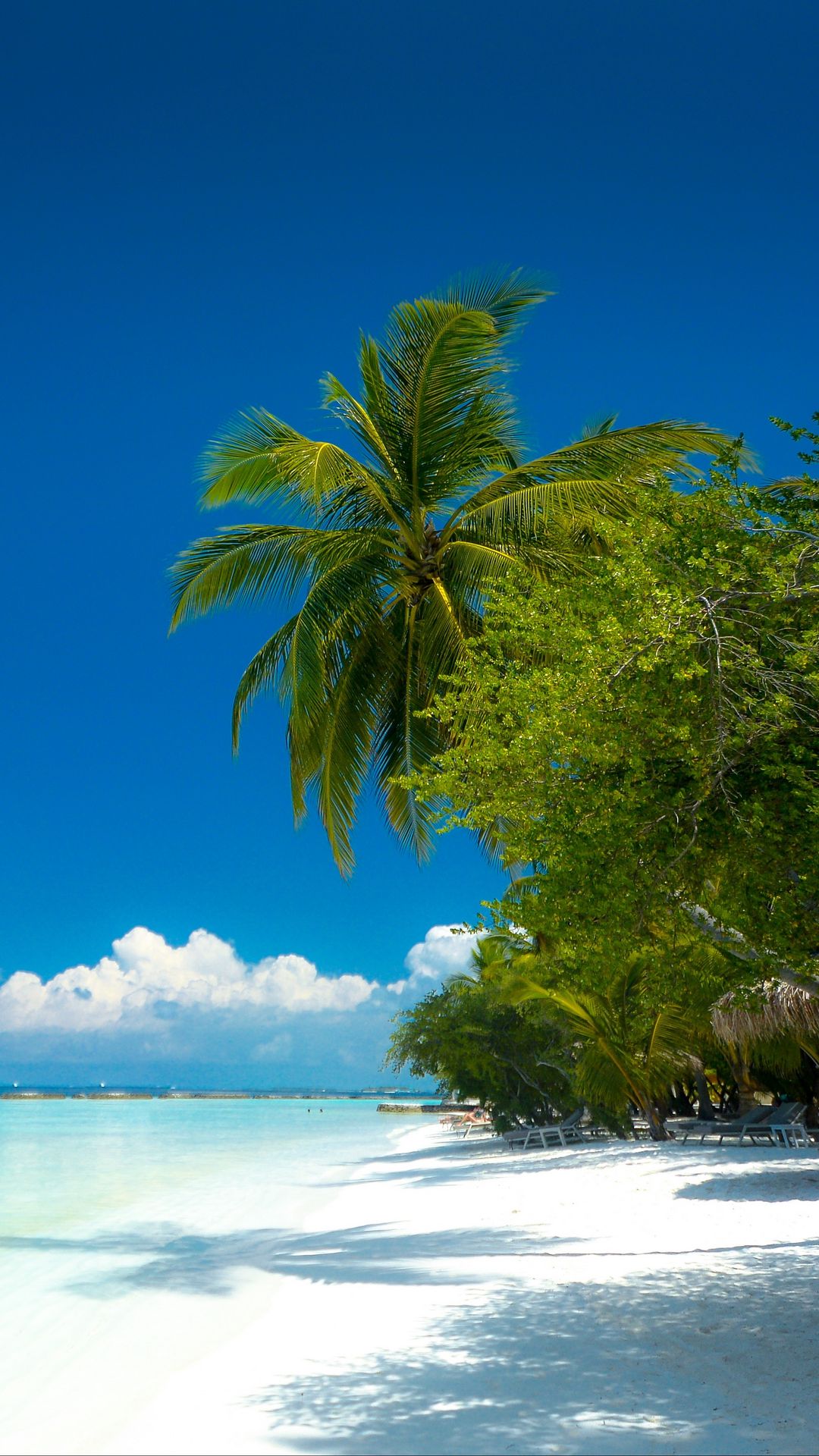 Wallpaper Palm Trees Beach Ocean Tropics