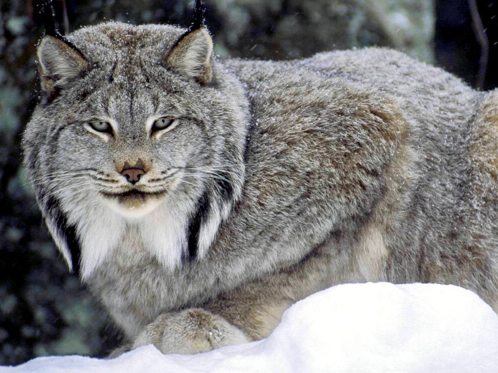 Animals images Canadian Lynx HD wallpaper and background photos