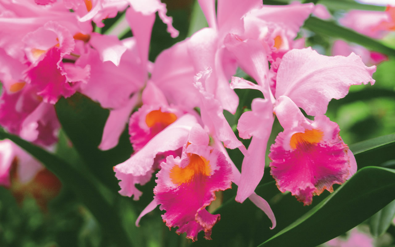 Pink Orchid Flower Wallpaper Jesica