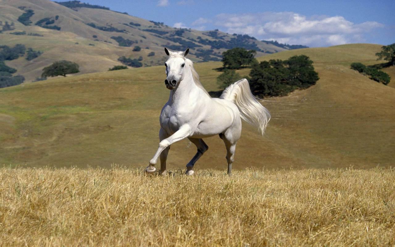 Beautiful Cute White Coloured Horse Pictures Photos Wallpaper